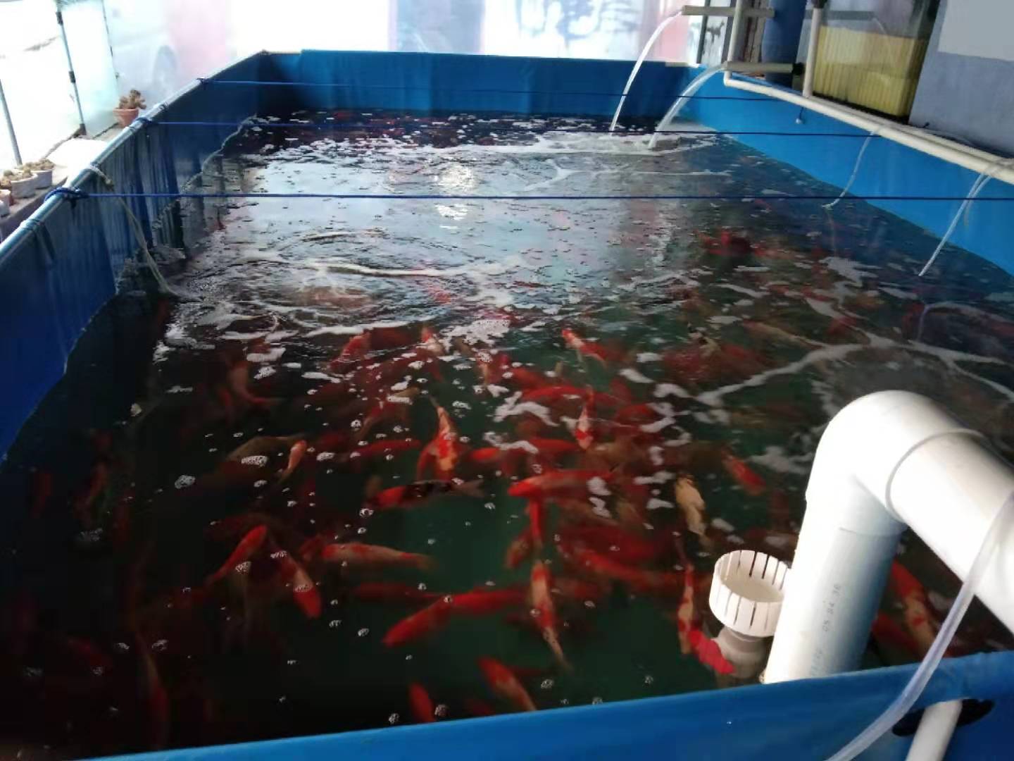 水族馆锦鲤支架鱼池